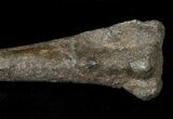 Othnielosaurus Tibia w/ Stand - Bone Cabin Quarry #14730-5